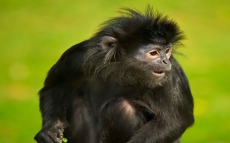 Monkey - fractalius, caring, animals, monkey, pets, ape, loving