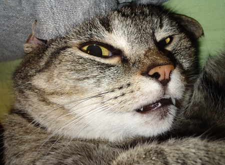 Look at that face - teeth, face, cat, vampire