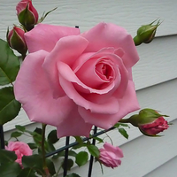 Pink Rose Vine