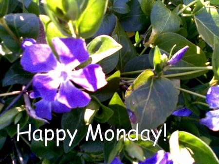 Happy Monday - card, blue, monday, happy