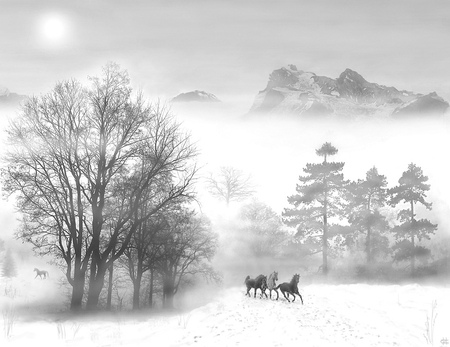 PRAY FOR FREEDOM - nature, horses, photography, bw, freedom, animals