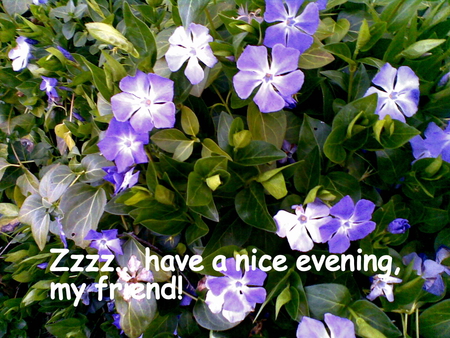 Soothing as a pleasant evening - flowers, card, evening, blue