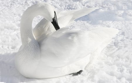 White on white - white, swan, bird, snow