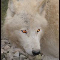 Amber Wolf Eyes