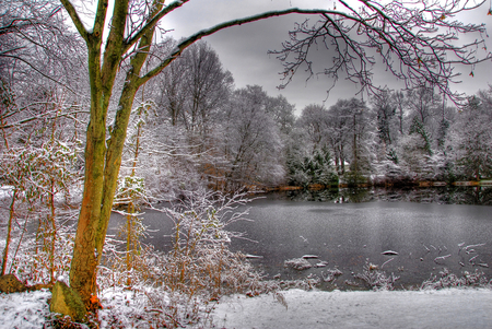 Beautiful winter - clouds, trees, winter, image, beautiful, snow, ice, grey, white, nature, picture, places, cold, background, lake, sky