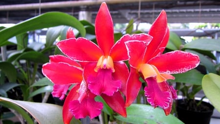 Orchid - pretty, sunny, brilliant, blooming