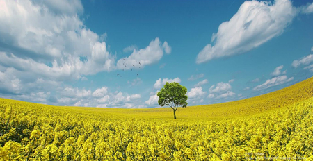 Field - blue sky, birds, grass, tree