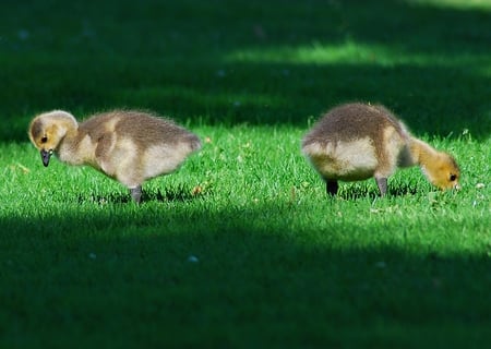 Ducklings - beautiful, ducklings, on grass, picture