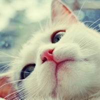 sweet little kitty
