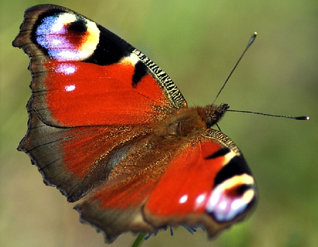 Beautiful Butterfly - beautiful, butterfly, cool, picture