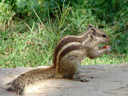 Cute Squirrel - cute, picture, cool, squirrel