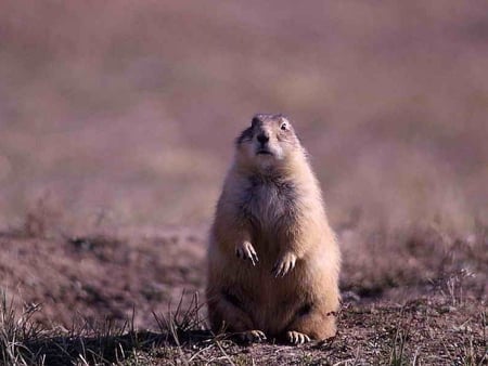 Prairie_Dog - picture, prairie, cute, dog