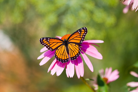 Viceroy Butterfly - nature, butterfly, viceroy butterfly, animals, beautiful, viceroy, flowers, butterflies