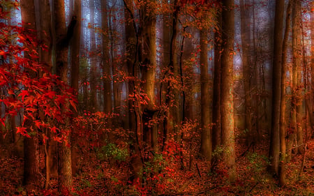 Thinking of Autumn - trees, pretty, forest, red, beautiful, hdr