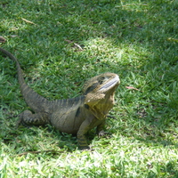 Lace Monitor