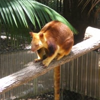 Tree Kangaroo