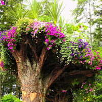 UPSIDE DOWN TREE STUMP