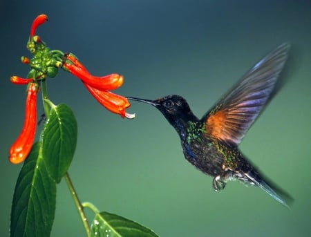 humming bird - eating, leaves, orange, green, food, flower, bird