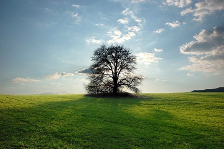 Lone Sentinel - clouds, pretty, sunlight, beautiful, grass, light, tree, nature, field, sun, sky