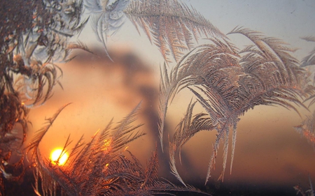 Frozen Sunset - glow, sunset, dusk, iced leaves, blush, sky