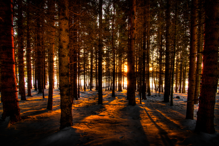 Winter shadows - rays, background, trees, shadows, sun, image, winter, nature, picture, brown, forest, snow, beautiful, hdr