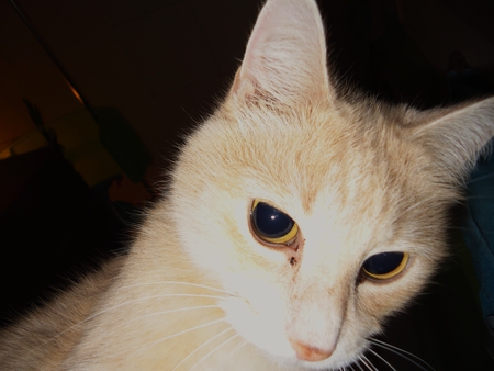 Peaches and Her Big Eyes - cat, big, peaches, eyes