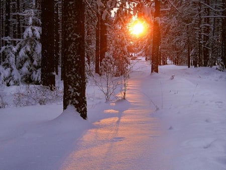 golden ray of sunlight - nature, landscape, sunlight, forest, snow, winter