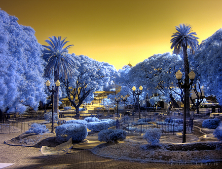 Frozen Garden - colorful, trees, frozen, winter, garden