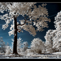 Winter trees