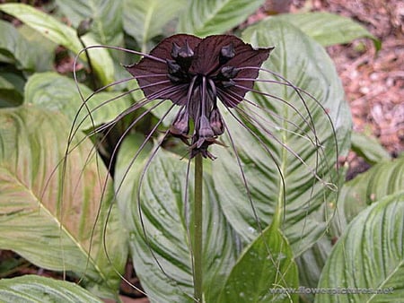 STRANGE BLACK FLOWER - black, flower, strange, plant