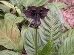 STRANGE BLACK FLOWER