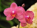 ORCHID FLOWERS