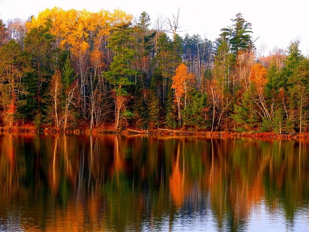 Bright Autumn Reflection - trees, water, reflection, autumn