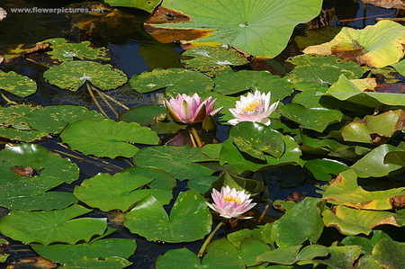 WATER LILIES, SPOT THE FROGS, - frogs, flowers, lilies, water