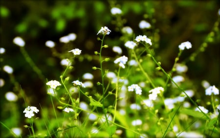 You are not Forgotten - white, forget-me-nots, bokeh, green, field, flowers, meadow