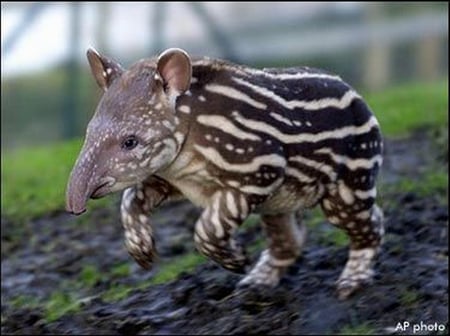 BRAZILIAN TAPIAR - animal, cute, baby, stripes