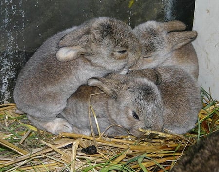 BUNNIES FOR BONNIE - bonnie, babies, cute, bunnies