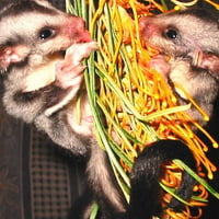 BABY SUGAR  GLIDERS