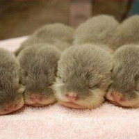 CUTE OTTERS