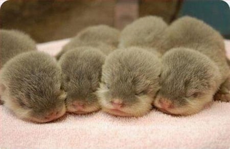 CUTE OTTERS - four, otters, cute, baby