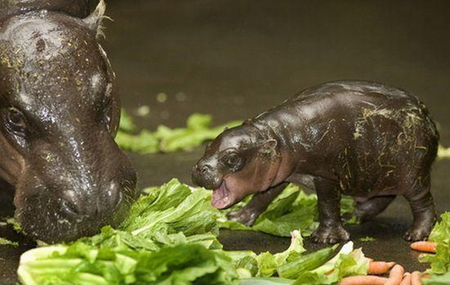 MUM AND BUB - mum, cute, hippo, baby