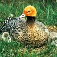 Duck w Ducklings