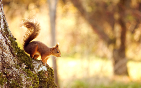 Little Squirrel - pretty, little squirrel, amazing, forest, stunning, animal, nice, woods, trees, beautiful, sunshine, woodland, sweet, tree, wonderful, nature, season, awesome, autumn, cute, adorable, squirrel, animals