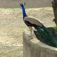 Peacock