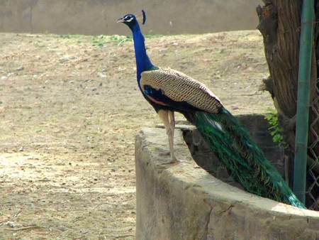 Peacock - beautiful, cool, picture, peacock