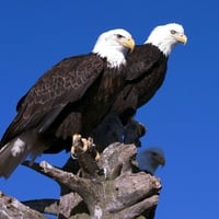 Eagles