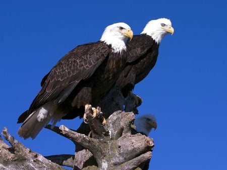 Eagles - picture, eagles, cool, beautiful