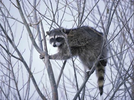 Animal on Tree - on tree, animal, picture, cool