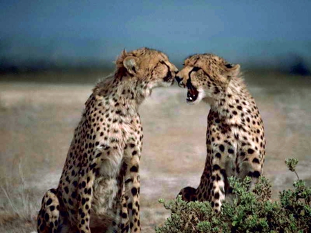 Cheetahs - cheetahs, picture, cool, beautiful