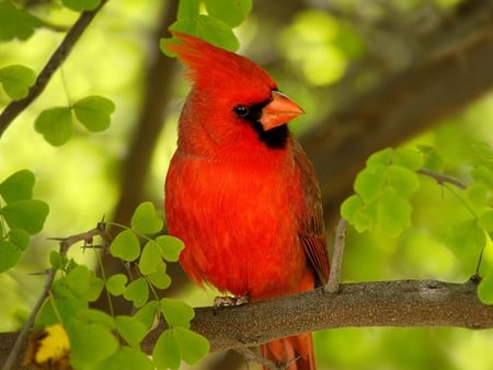 cardinal - trees, wallpaper, spring, bird, nature, cardinal, red, animal, birds